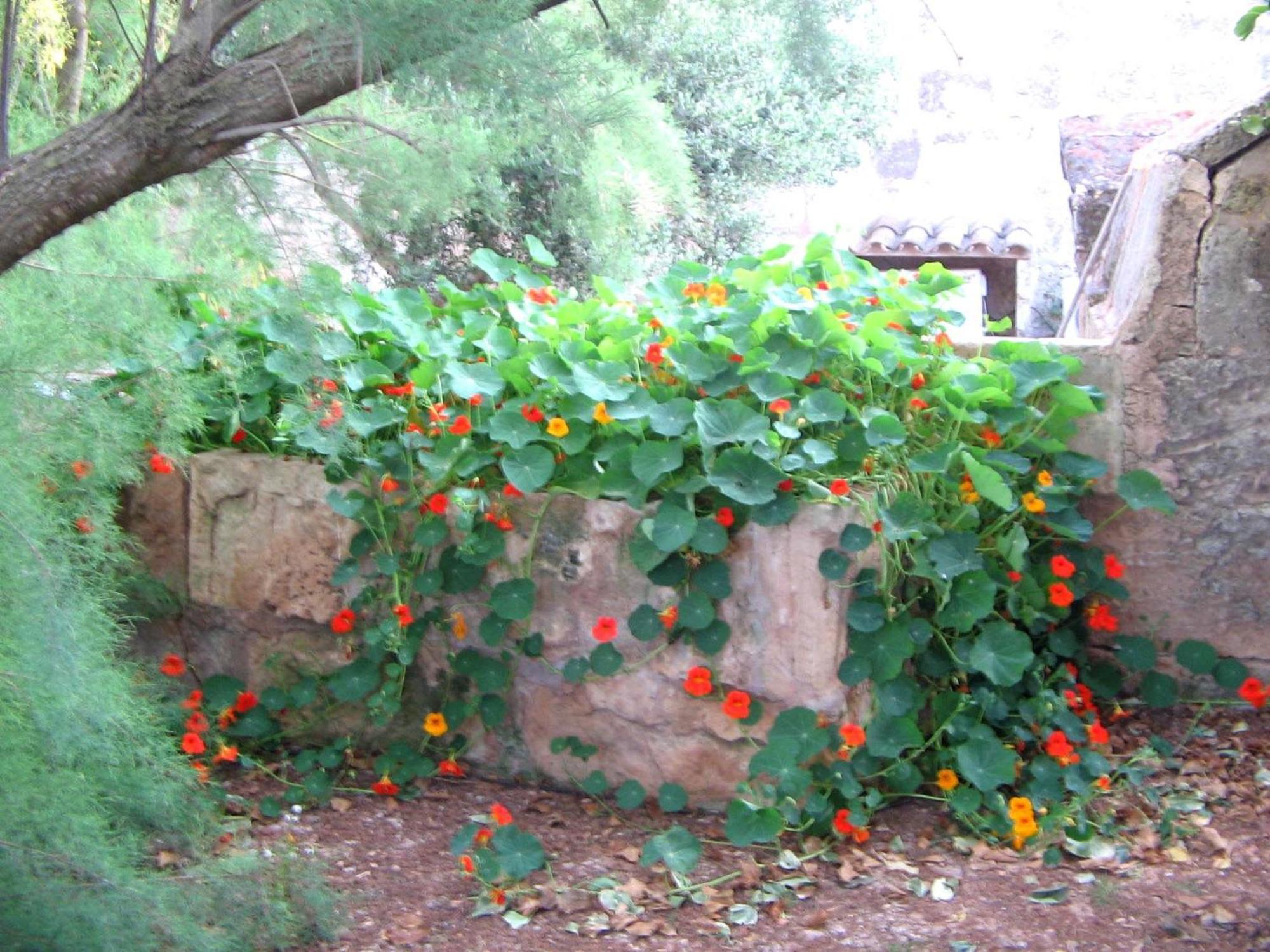 Agroturismo Finca Sant Blai Campos  Exterior photo
