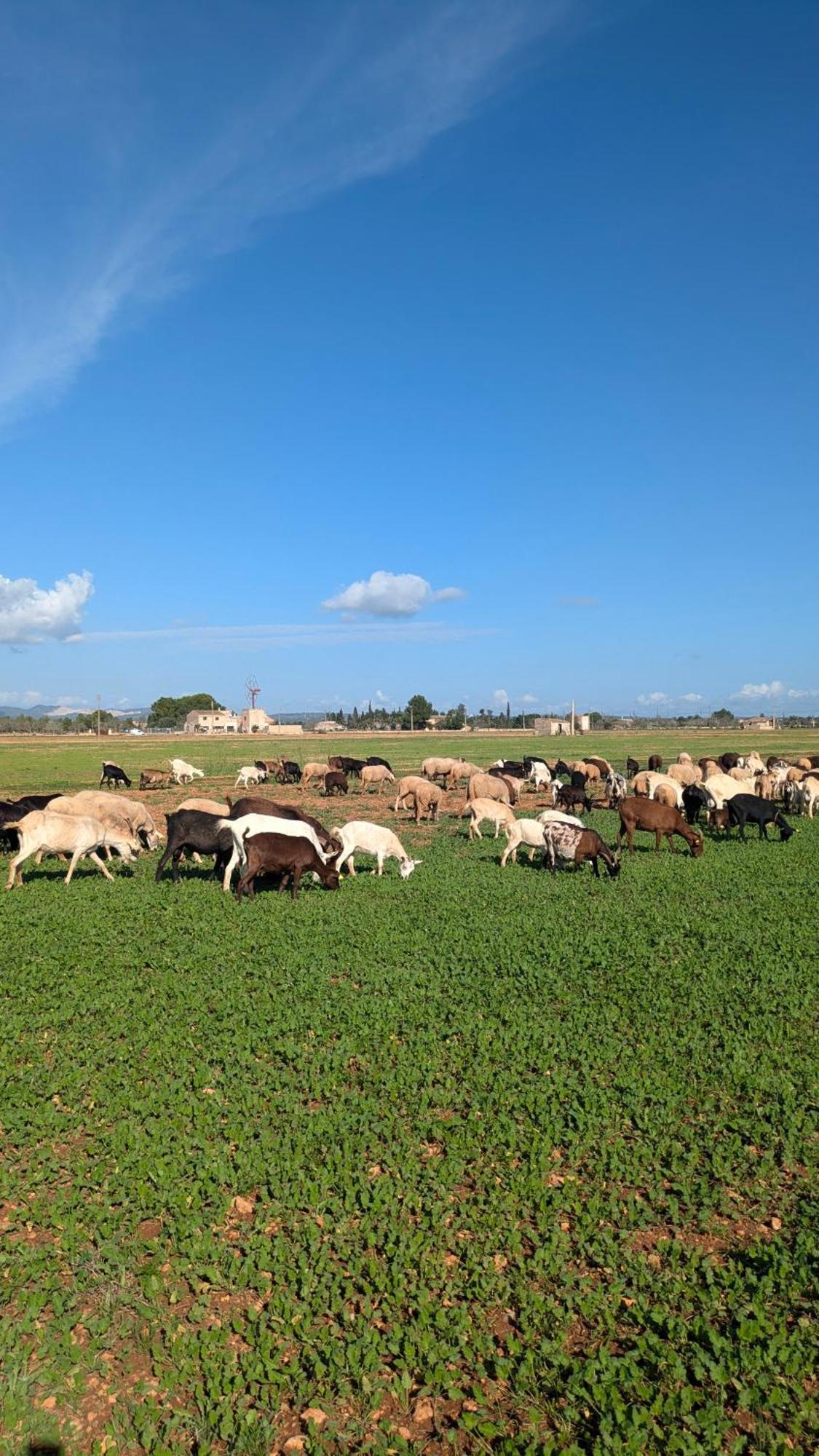 Agroturismo Finca Sant Blai Campos  Exterior photo